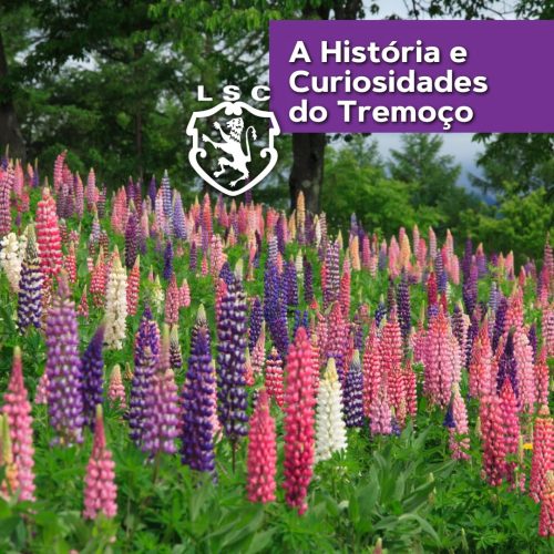 Laticínios SC Posts